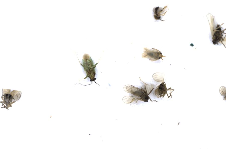 Image 17